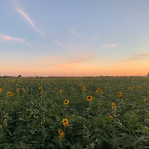 Meet your Posher, Mahelt